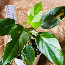 Load image into Gallery viewer, Philodendron | White Princess
