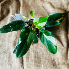 Load image into Gallery viewer, Philodendron | White Princess
