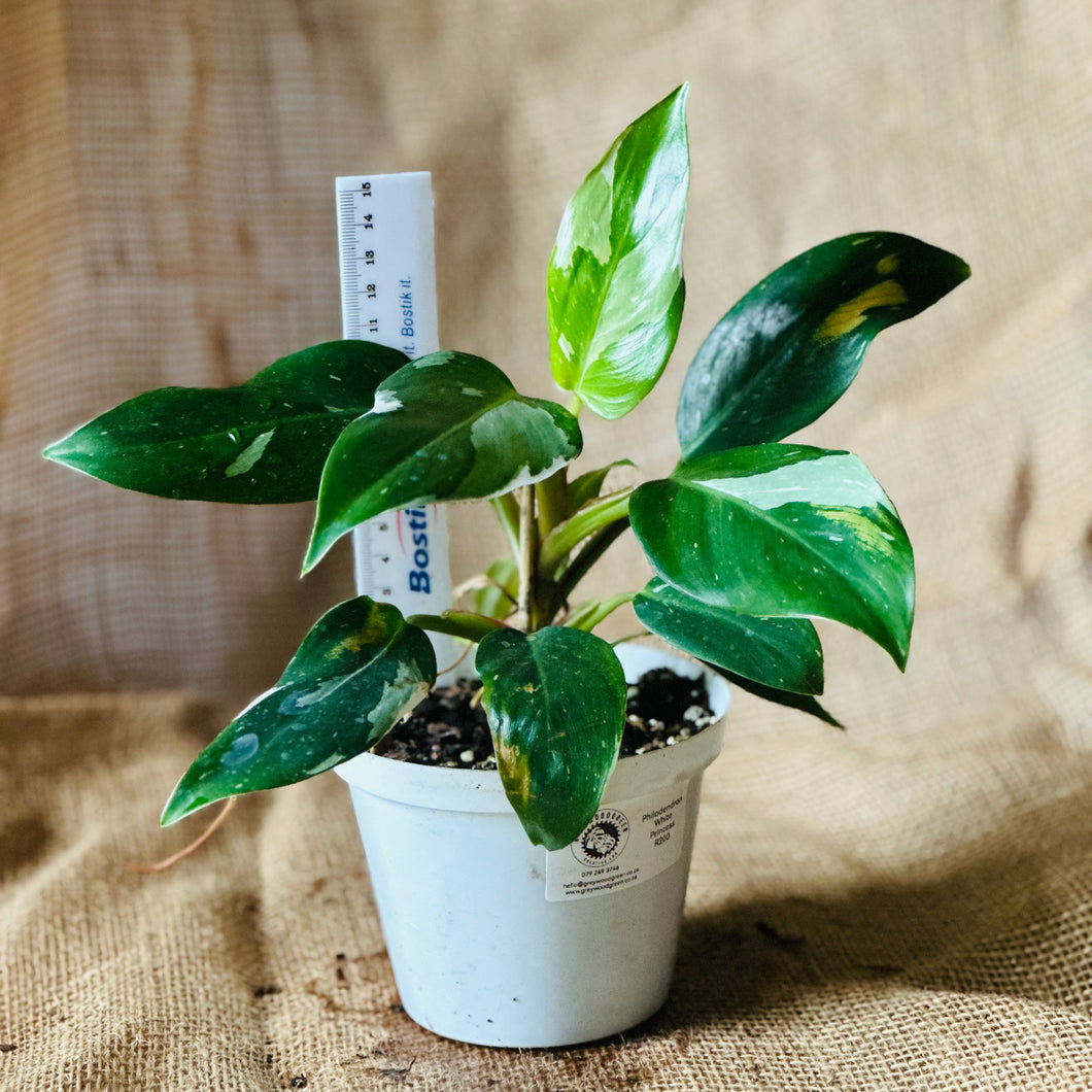 Philodendron | White Princess